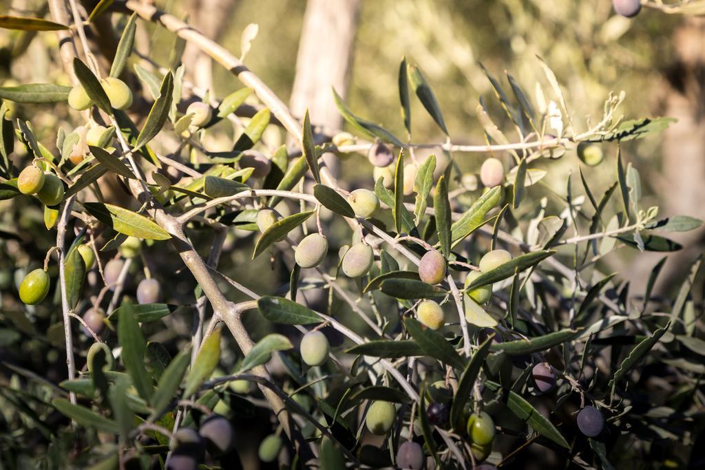 Agriturismo Cielsereno Villa Casole d'Elsa Luaran gambar